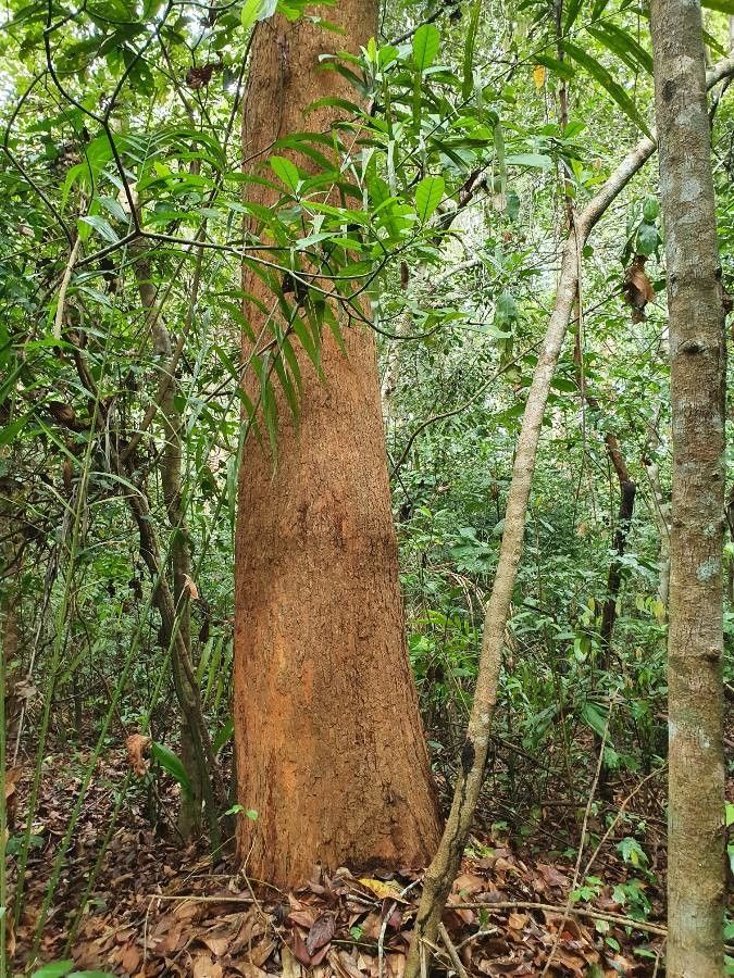 lophira alata (Azobé)